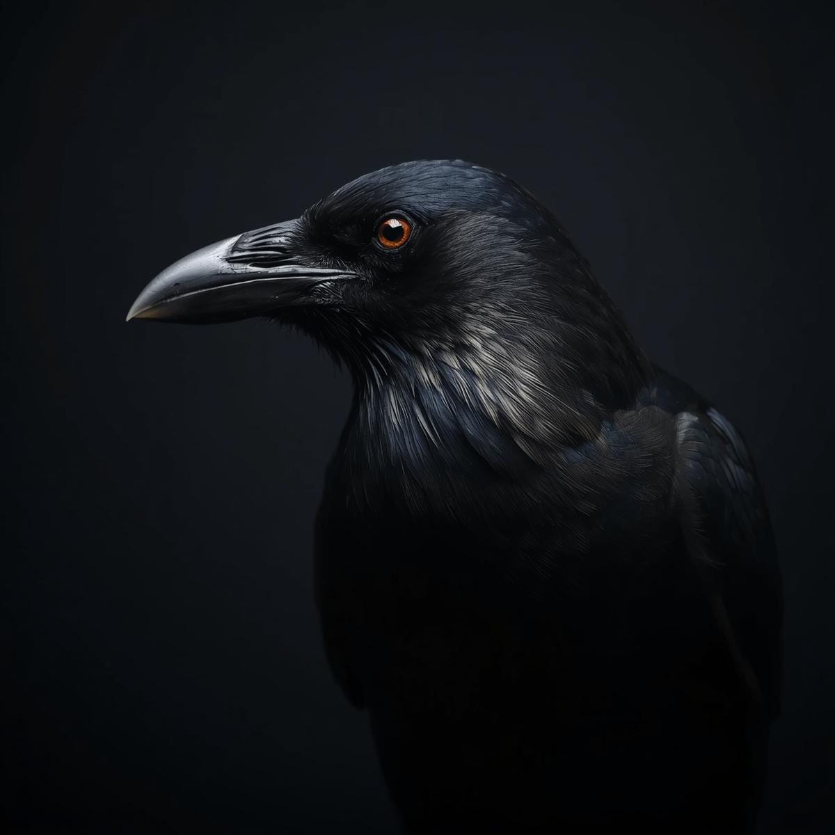 raven